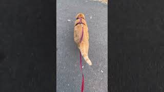 Cheddar Bob doing his walking thing cats cat viral catvideos [upl. by Diraf]