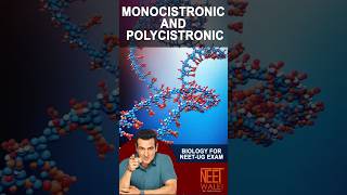 Monocistronic and Polycistronic Gene expression  Molecular Basis of Inheritance  NEET BIOLOGY [upl. by Heffron]