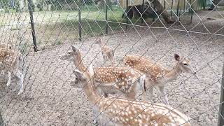 Labennes Zoo  Deers [upl. by Torrin]