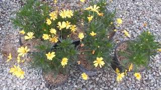 GROOVY YELLOW DAISY FLOWERS EURYOPS ARIZONA WINTER BLOOMS POTTED PLANTS [upl. by Prentice]