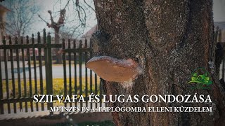 Szilvafa és lugas gondozása metszés és a taplógomba elleni küzdelem [upl. by Godfree47]