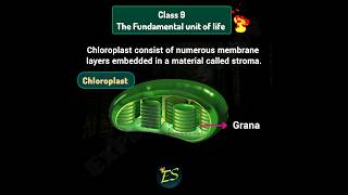 The Fundamental unit of life  Plastids Topic  Class 9  Science  trending viral science [upl. by Va]