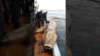 Giant Mysterious Sea Creatures You Wont Believe Exist [upl. by Tonie]