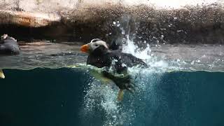 SeaWorld San Diego Puffins [upl. by Aissatsana871]