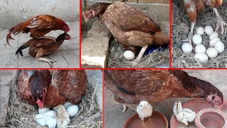 The hen laid ten eggs  After twenty days three beautiful chicks hatched  hen hatching eggs [upl. by Yenahs]