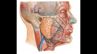 Surface anatomy of parotid gland and duct DR SAMEH GHAZY [upl. by Lyon]