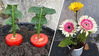 How to grow Gerbera at home│Gerbera [upl. by Pressey]