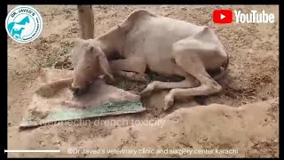 IVERMECTIN TOXICITY  PESTICIDE POISONING  FLACCID PARALYSED DrJavedKhoso [upl. by Acilejna]