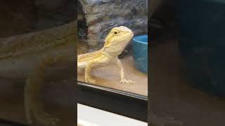 bearded dragon do you want such a pet pet animal cute lizard videoviral [upl. by Anuat]