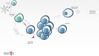 Mabtech Tutorial  A Short Introduction to Adaptive Immunity [upl. by Aihsel652]