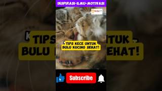 Tips Kece untuk Bulu Kucing Sehat dan Glowing 🐱✨ BuluKucingSehat PerawatanKucing BuluKucing cat [upl. by Marcella]