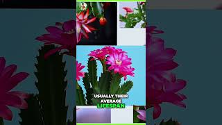 Revive Your Christmas Cactus Care Tips for Lifelong Blooms [upl. by Edra]