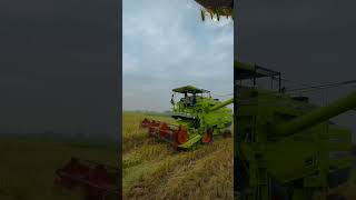 Harjeet combine combinemachine combine combineharvester harvestar [upl. by Goulder]