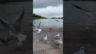 Competition between seagulls for foodholisticliving747 birds birdslover birdsounds seagull [upl. by Keram]