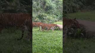 ytshorts shortfeed shorts shots tiger tigers animals animallover animalshorts animalsvideo [upl. by Savitt455]