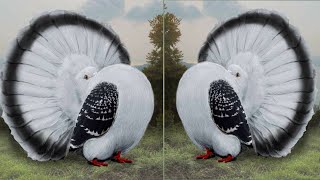 Top 10 Most Beautiful American Fantail Pigeons  Fantail Pigeon Exhibition Show 2020 By NPAB [upl. by Glenden]