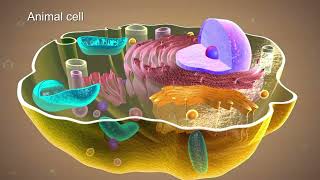 Plasma membrane  Fundamentals of Biology [upl. by Laux]