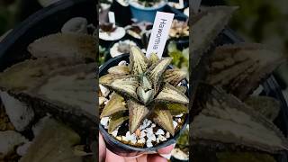 Haworthia Koelmaniorum T2 haworthia haworthiapakistan plumpysucculentsexotics cactus succulent [upl. by Aerdnahs]