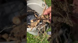 Holy nematodes on tomato plants ￼ [upl. by Frum]