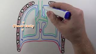 Surface marking of lungs and pleura anatomy  Parietal pleura anatomy [upl. by Tansy]