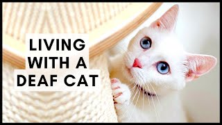 Living with a Deaf Cat [upl. by Barlow]