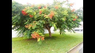 Plant ID Royal Poinciana Delonix regia [upl. by Llenad670]