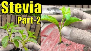 Stevia Plant for Diabetes  A Herbal Plant  Part2 [upl. by Beilul]