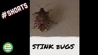 GET RID OF STINK BUGS SHORTS [upl. by Loring]