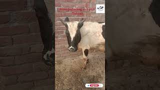 dehorning horn disbudding cattle cow veterinarymedicine animals vet [upl. by Anayik]