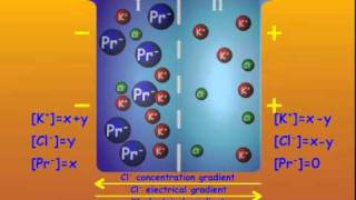 3 GibbsDonnan Equilibrium [upl. by Coheman]