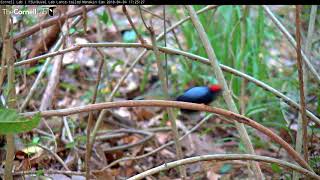 Males Display for a Female April 4 2018 Lancetailed Manakin Cam [upl. by Oriaj969]