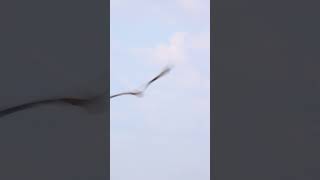 Osprey taking off near Brazoria Wildlife Refuge [upl. by Naggem]