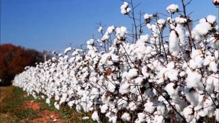 The Seldom Scene  California Cottonfields [upl. by Saenihp257]