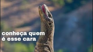 Dragão de komodo o maior dos reptilia [upl. by Ahsac]