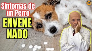 🆘 SINTOMAS DE UN PERRO ENVENENADO 🆘 [upl. by Biamonte]