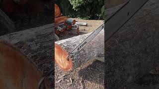 Pasos Para Encender una Motosierra Stihl MS 382 [upl. by Ardnuat]