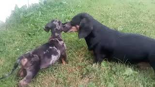 Dachshund puppy playing socialize new brother Dachshunds 8wks m amp 8 yo male 2new fam day 4ish [upl. by Webb]