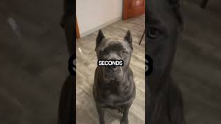 Meet the Cane Corso pets puppy dog animals dogbreeds funny canecorso [upl. by Berner]