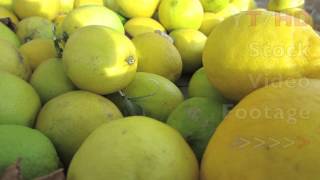 Yellow Garden Limes From Lime Tree For Juice or Zest to Pie amp Cake Recipes  HD Stock Video Footage [upl. by Sharman]