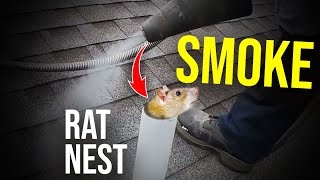 Smoking THEM OUT Best way to find and remove ratsBest rodent REMOVAL [upl. by Lletnahs]