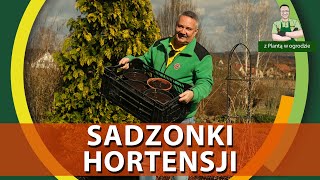 Sadzonki ze sztobrów hortensji  Z PLANTĄ W OGRODZIE [upl. by Margot890]