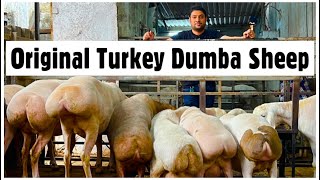 Jalal Dumba Farm  Pure Turkey Dumbi Female Sheep amp Kids [upl. by Natalina]