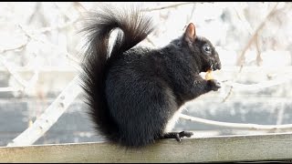 black squirrel chirping [upl. by Akemrej]