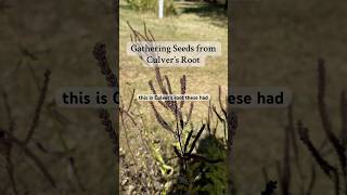 Gathering Seeds from Culver’s Root a missouri native wildflowers seeds flowers perennial [upl. by Eugenius37]