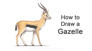 How to Draw a Gazelle [upl. by Aidin733]