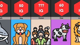 Exploring Animal IQ  Fascinating Intelligence Across Species [upl. by Burg267]