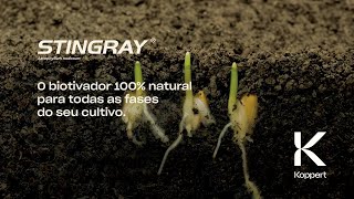 Stingray Ascophyllum nodosum O biotivador 100 natural para todas as fases do seu cultivo [upl. by Ayoj]