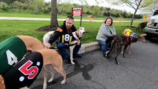 Greyhounds in Gettysburg 2019  Parade at the Outlet Mall [upl. by Ibbed59]