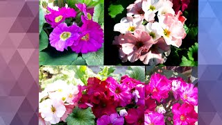 37💕🌸🍃Primula Obconica  Care and Tips 👈 [upl. by Bettzel490]