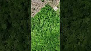 Amazon rainforest Drone footage captures illegal deforestation in Brazil [upl. by Yclehc]